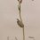 Antieke kopergravure groene boswachtervlinder  - (5)