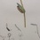 Antieke kopergravure groene boswachtervlinder  - (7)