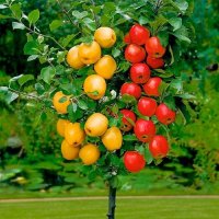 DUO Fruitbomen met verschillende fruit op
