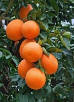 Sinasappel boompje, echte vruchten nu voor