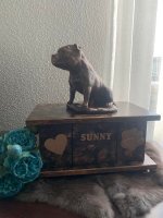 Stafford Bull Terrier beeld op urn