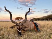 Jagen : Namibië