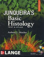 Junqueira’s Basic Histology; Text & Atlas;