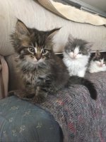  Maine Coon kittens  