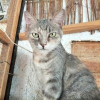 Cristal, 7-7-20, gered uit een kattencolonie