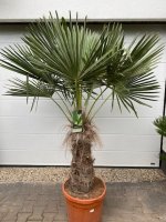 Palmboom trachycarpus fortunei 70cm stamhoogte