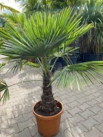 Palmboom trachycarpus fortunei 100-110cm planthoogte