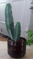 Cactuspotje / klein bloempotje (bruin geglazuurd)