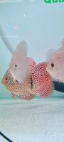 Discus small red spotted leopard en