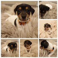 Mooie lieve Jack Russell pups