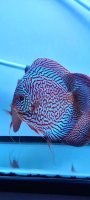 Discus monster indiana tiger turquoise