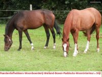 Paardenliefhebbers, ca.3,8 hectare, boxen, boerderij in