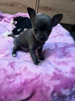 Chihuahua pups kortharig 