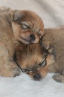 Prachtig Nestje Pomeranian/Pomeriaan/Dwergkeesje Puppy\'s geboren in