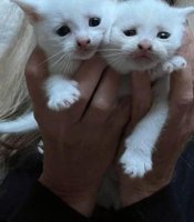 Angora kittens 