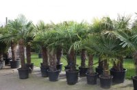 Palmbomen trachycarpus fortunei diverse maten