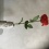 Mooie rode zijden rozen (imitatie)