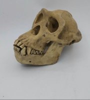Preparatenshop replica schedel chimpansee, taxidermy, schedel