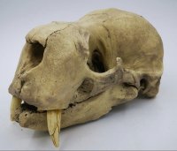 Preparatenshop replica schedel baby walrus, taxidermy