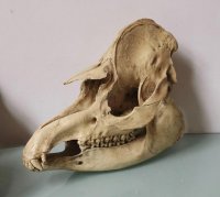 Preparatenshop replica schedel Tapir, taxidermy, opgezette
