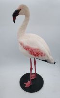 Preparatenshop opgezette flamingo, taxidermie, schedel