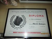 Kader diploma voor hond west vlaams