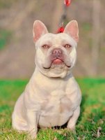 Prachtige Franse bulldog dekreu met stamboom