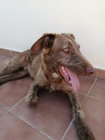 MJM Dogs Foundation: Rusty(GERESERVEERD)