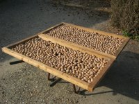 Verse walnoten laatste oogst 150 kg