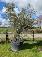 Oude olijfboom met prachtige stam en