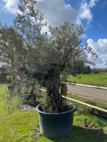 Olea europaea olijfboom/ met robuuste stam
