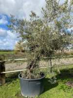Stoere olijfboom met stamomtrek van 120-140cm