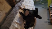 1jarige franse bulldog bulterie