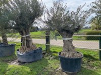 Nieuwe aanvoer grote olijfbomen diverse afmetingen