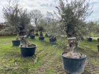 OLEA EUROPAEA  olijfbomen: dikke oude