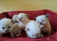 Ragdoll kittens met stamboom 