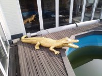Gouden Krokodil 200 cm van polyester