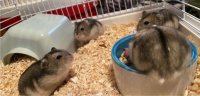 Baby hamsters 