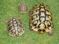 Volwassen Griekse landschildpadden