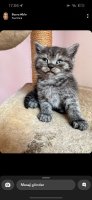 Prachtige britse korthaar kittens