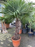 Winterharde palmboom trachycarpus fortunei 90cm stamhoogte