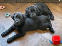 Ras zuivere labrador pups met stamboom