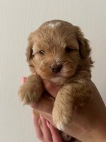 Toy poedel/shihpoo pups 