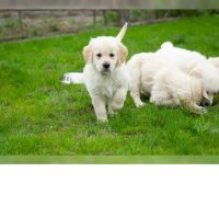 Prachtige Golden Retriever pups met super