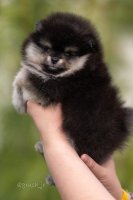 Pomeranian  | Pomeranian met stamboom