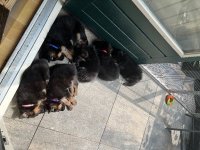 Heb 5 lieve Duitse herders pup