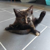 Mooie Brits Korthaar kittens