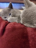 Blauwe rus kittens met stambom