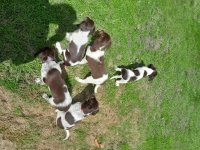 Springer spaniel × heidewachtel pups