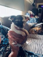 Chihuahua pups reu en teefjes